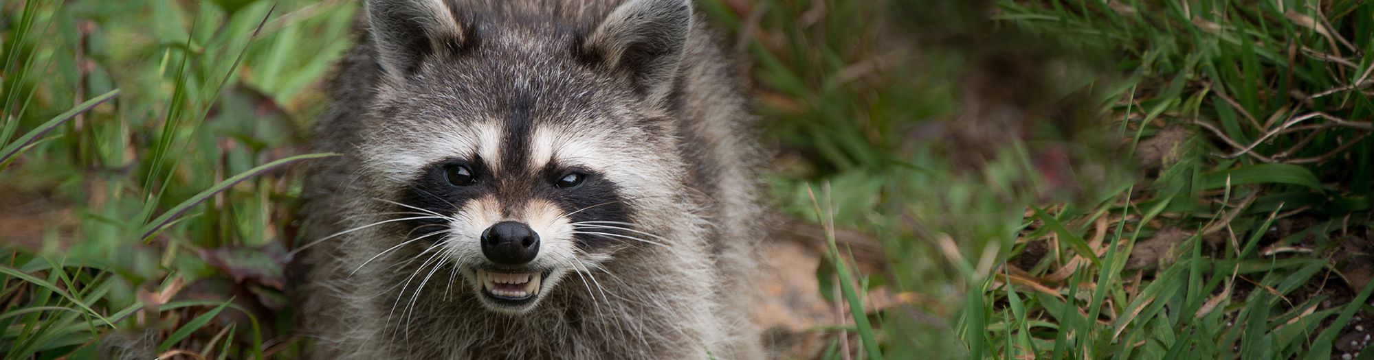 what happens if a dog bites a raccoon