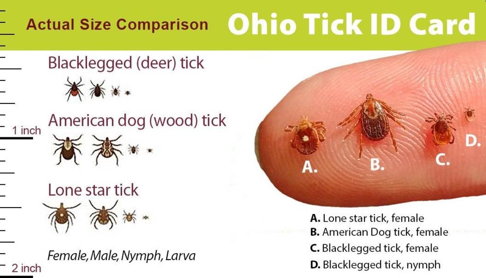 black legged tick nymph identification